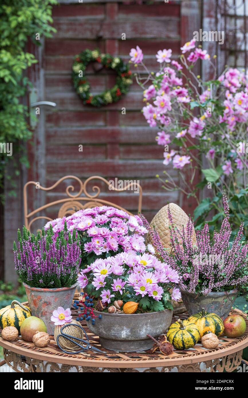 Gartendekoration mit Herbstblumen in lila Stockfoto