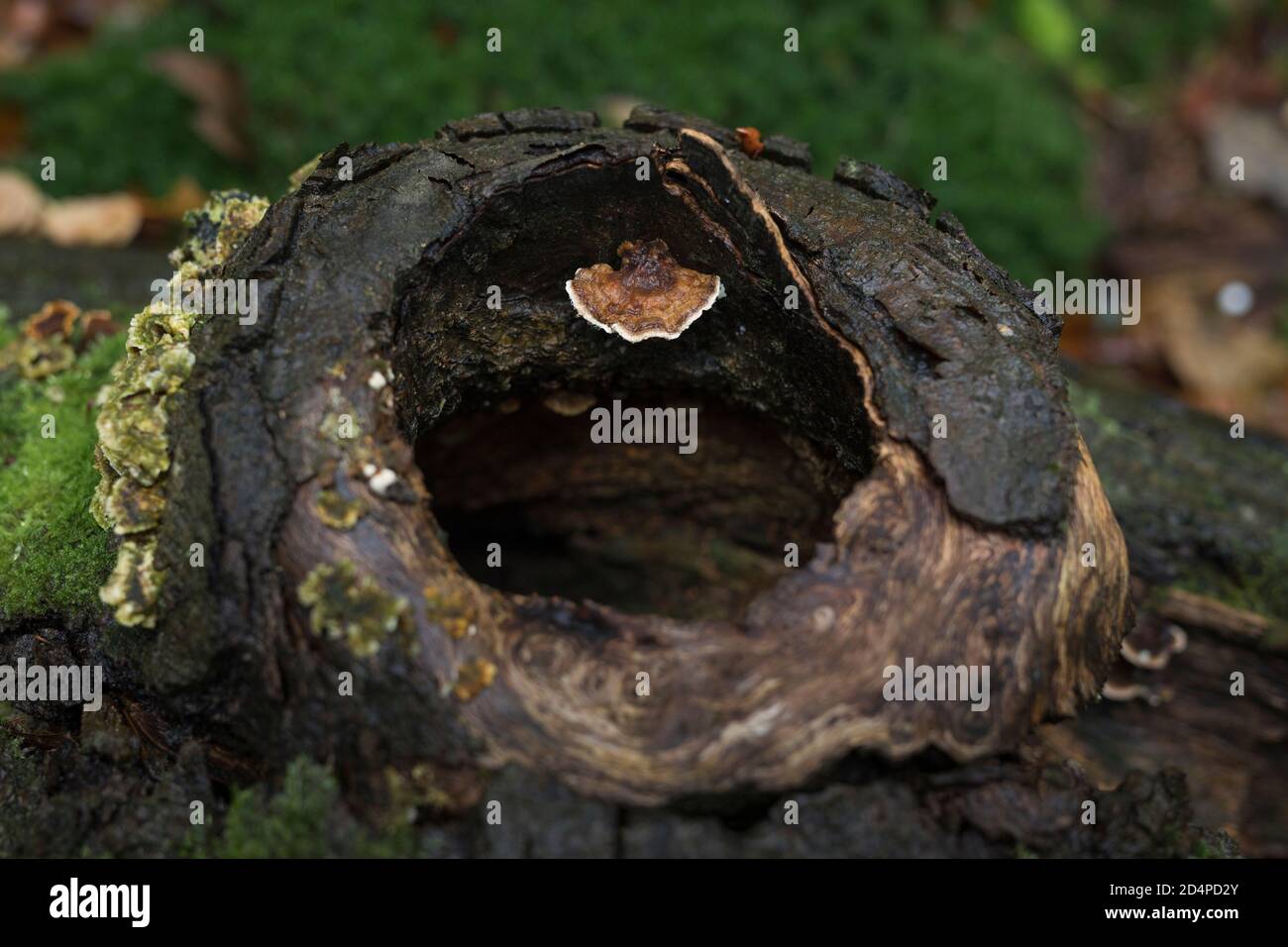 Kleiner Pilz, der im hohlen Stamm einer Buche wächst Baum in Europa Stockfoto