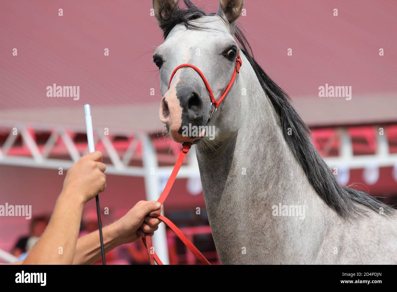 Die Schnauze eines grauen Pferdes mit einer Mähne und einem Zaumzeug. Stockfoto