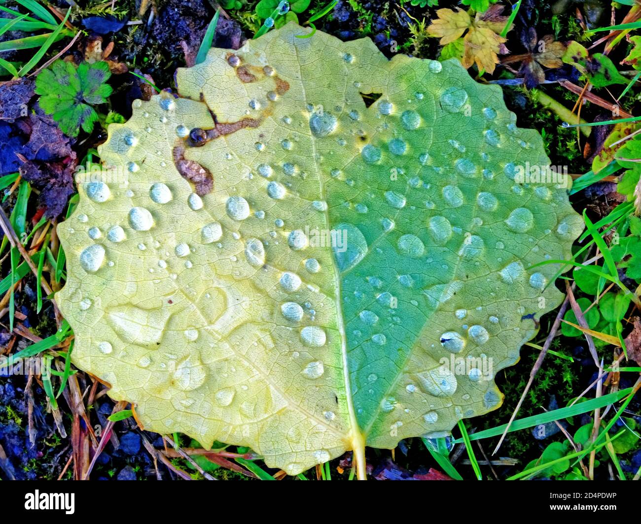 Großes tau getränktes Blatt auf Waldboden Stockfoto