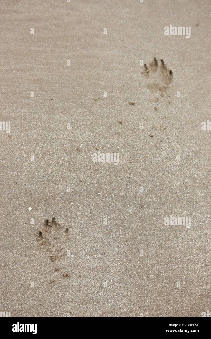 Ein Foto von Hundepfoten auf einem Sandstrand Stockfoto