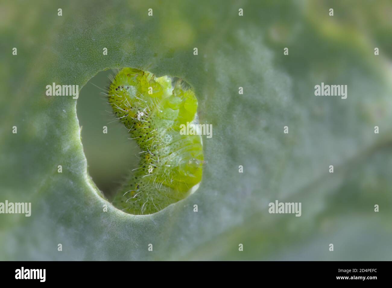 Makro eines kleinen weißen Schmetterlings Caterpillar, Pieris rapae, Essen EIN Kohlblatt durch EIN Loch im Blatt betrachtet. VEREINIGTES KÖNIGREICH Stockfoto
