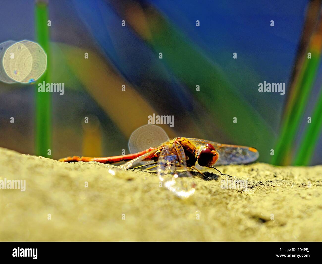 Ruhende Libelle kann zwischen dem Schilf eines kleinen Teiches fliegen Stockfoto