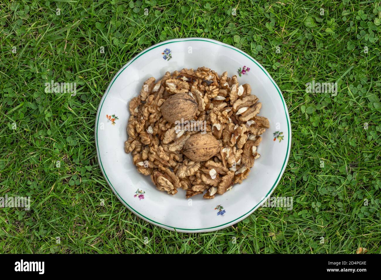 Keramikplatte voller Walnüsse und Walnusskerne in grünem Gras Draufsicht.Frische rohe Walnüsse voller gesunder Fette, Ballaststoffe, Vitamine und Mineralstoffe.Essen w Stockfoto