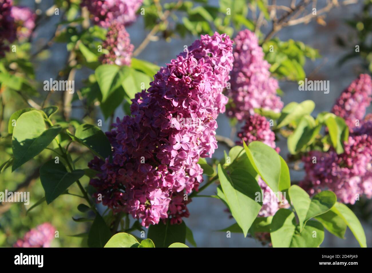 Der Beginn der Blüte des rosa Flieders Stockfoto