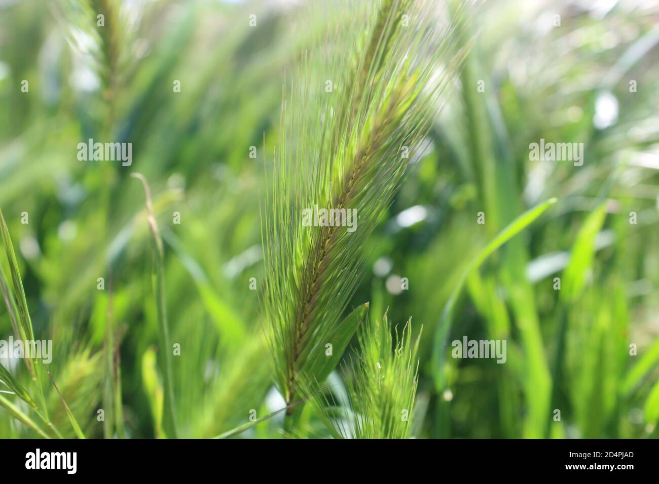 Schöne Ohren von grünem Weizen weht in den Wind Stockfoto