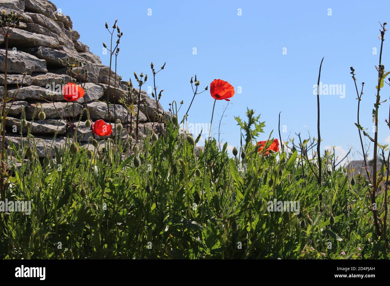 Blühender Mohn und grünes Gras vor einer Ruine Trullo Stockfoto
