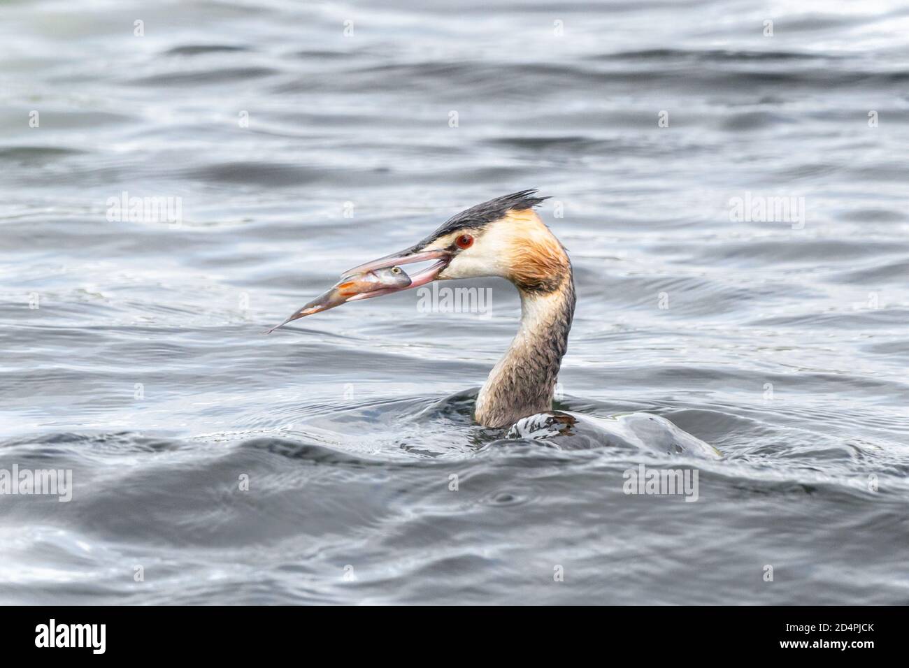 Great Crested Grebe (Podiceps cristatus) auf dem Wasser mit einem Fisch im Schnabel, Angeln, Essen, essen, Essen, Essen, Jagd, Essen, Schluck, England Stockfoto
