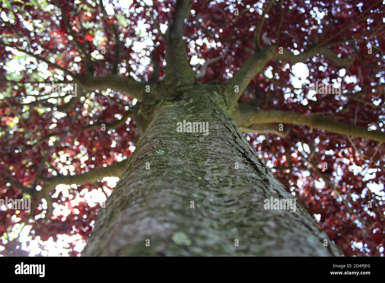 Kirschpflaumenbaum mit roten Blättern von unten gesehen mit Kofferraum Stockfoto