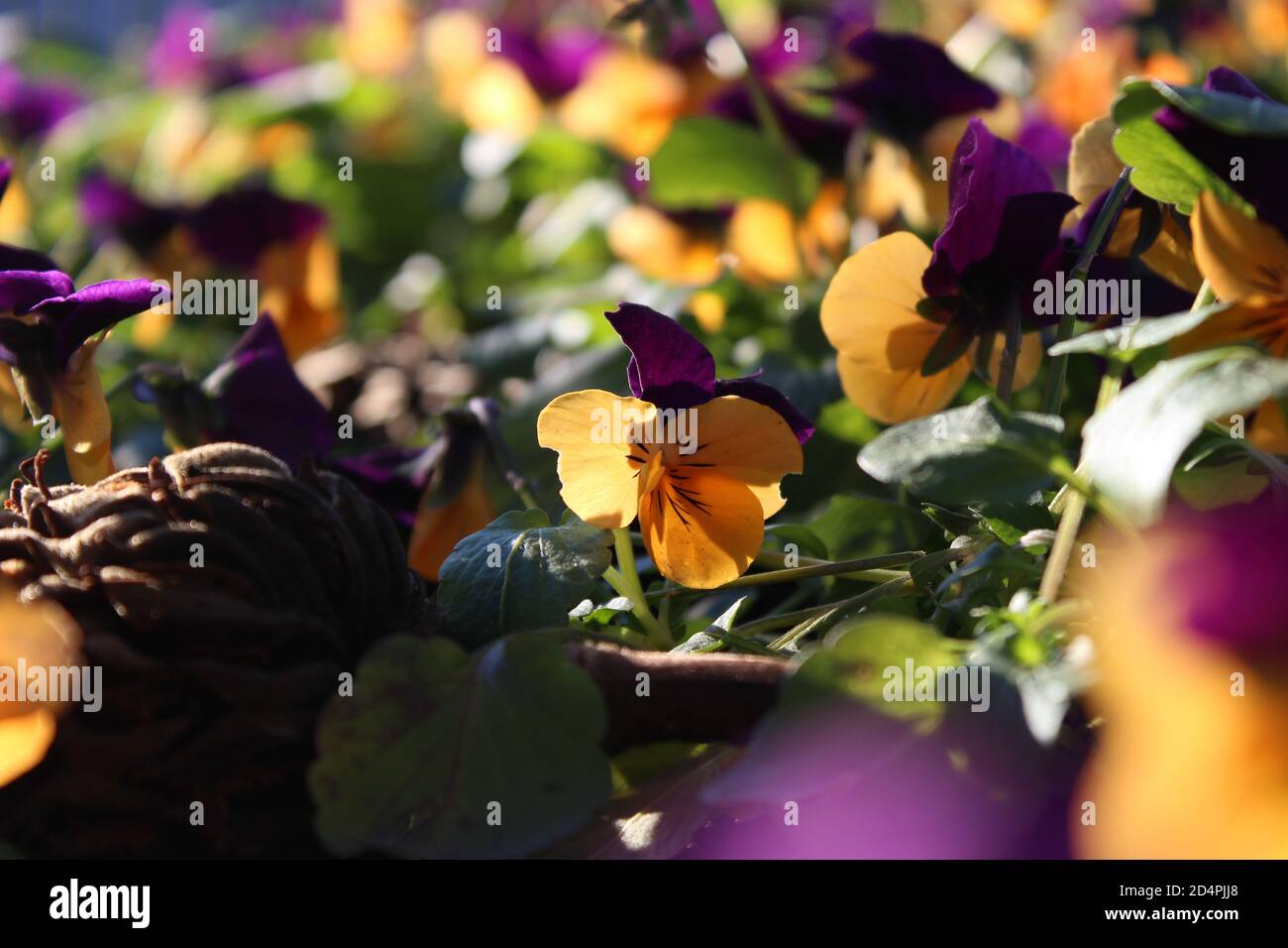 Lila-gelbe kleine Blume, die unter allen anderen steht Stockfoto