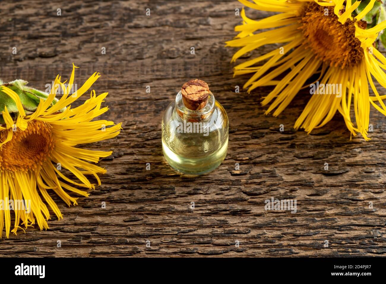 Ätherische Ölflasche mit blühendem Elektampan oder Inula helenium Pflanze Stockfoto