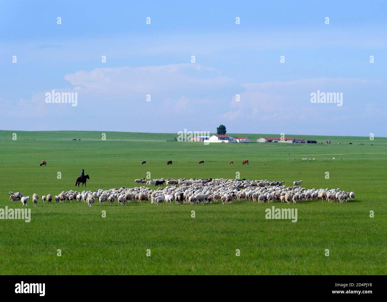 Hohhot, Chinas Autonome Region Innere Mongolei. Juli 2020. Ein Hirte hütet Schafe auf einer Weide in Xilingol Liga, Nordchina Innere Mongolei Autonome Region, 2. Juli 2020. Das Gebiet der entheilten und sandifizierten Gebiete in der Inneren Mongolei ist seit 15 Jahren in Folge zurückgegangen. Die Grünlandvegetation und die Waldbedeckung in der Region haben mit Abstand 44 Prozent bzw. 22.1 Prozent erreicht. Quelle: Jia Lijun/Xinhua/Alamy Live News Stockfoto