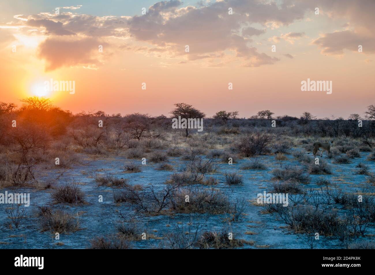 Sonnenuntergang mit Löwe, ONguma Nature rserve, Namibia, Afrika Stockfoto
