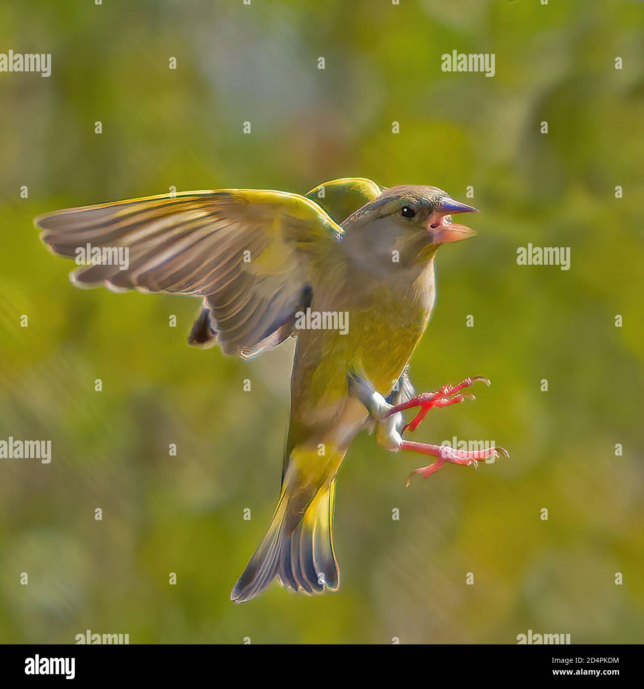 Buchfink im Flug Nahaufnahme mit Schnabel geöffnet und Beine Vorne Stockfoto