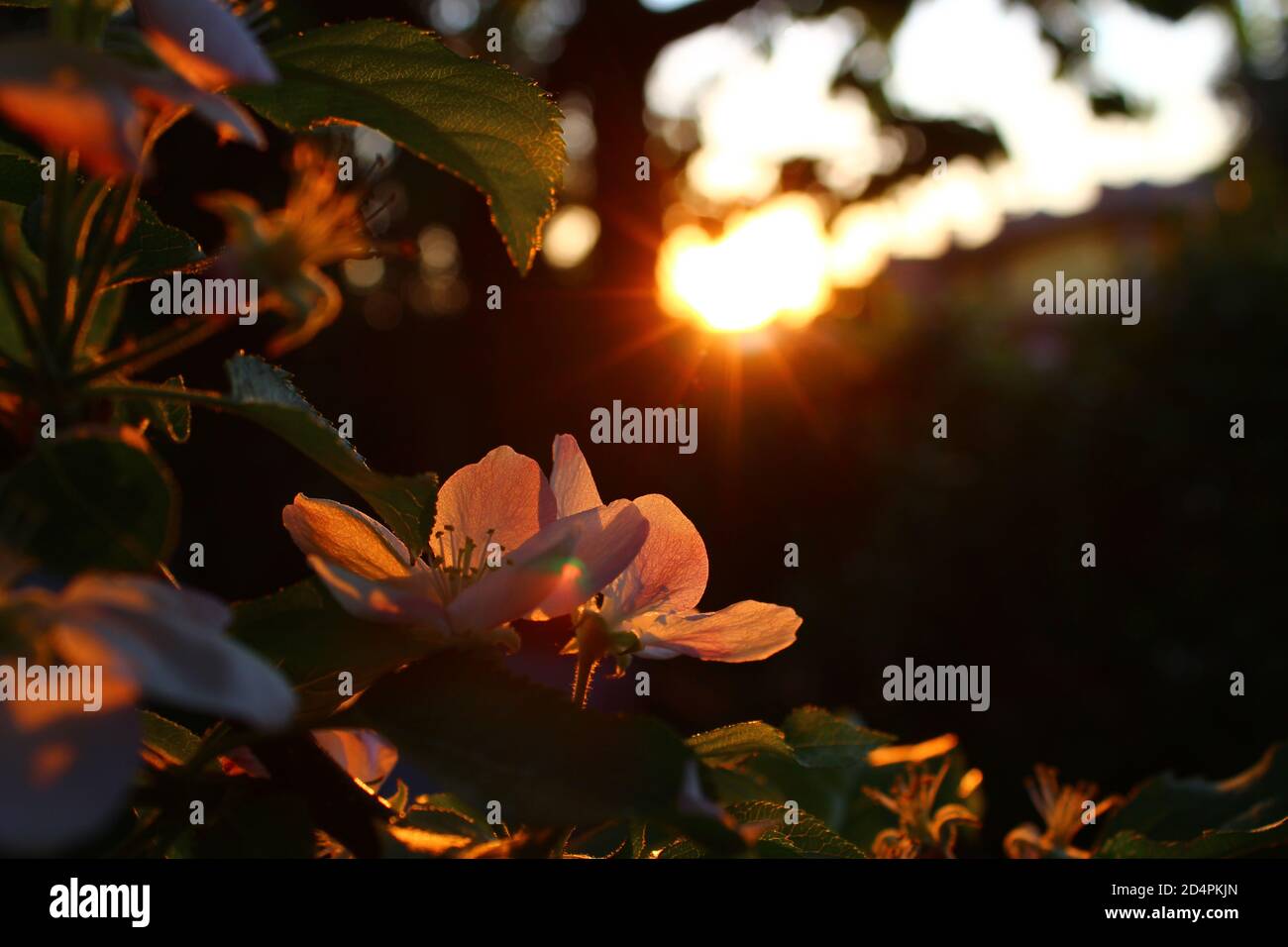Wunderschöne Apfelblüten, die bei Sonnenuntergang rosa-orange werden Stockfoto