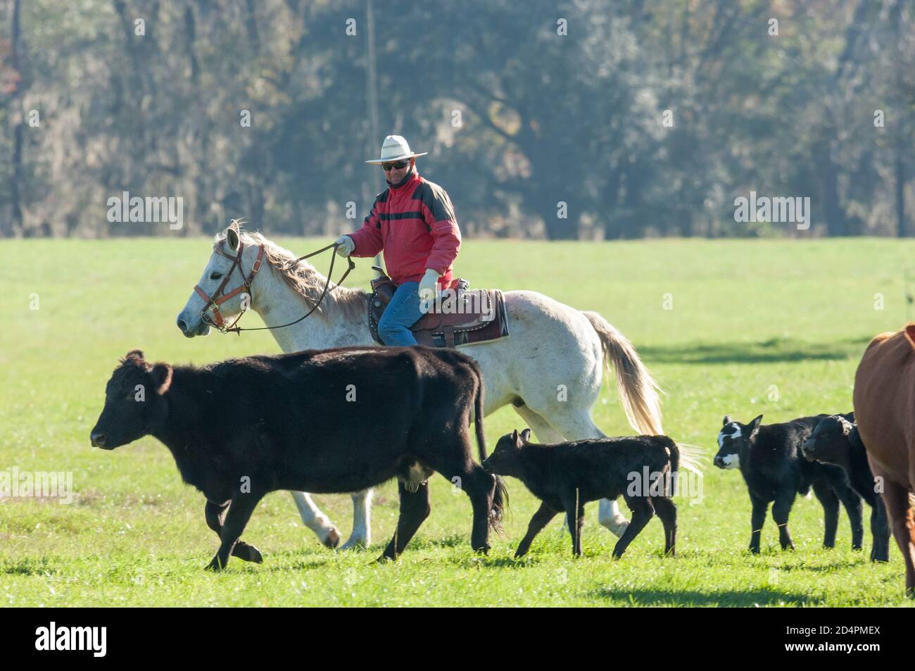 Ranches Rinder vom Pferderücken verschieben Stockfoto