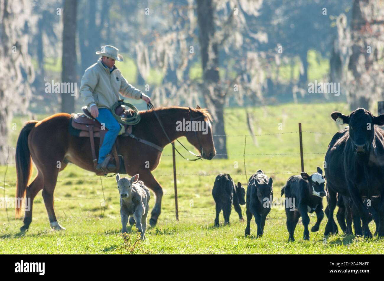 Ranches Rinder vom Pferderücken verschieben Stockfoto