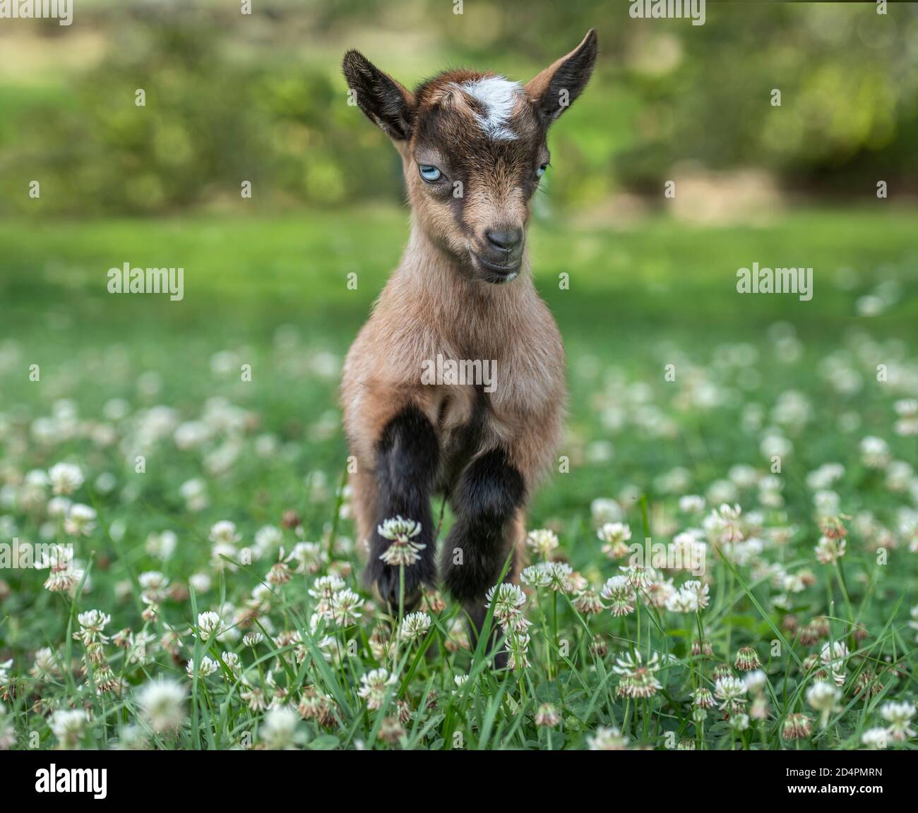 Sechs Wochen alter nigerianischer Zwerg Dairy Goat Kid bounding through wildblumen Stockfoto
