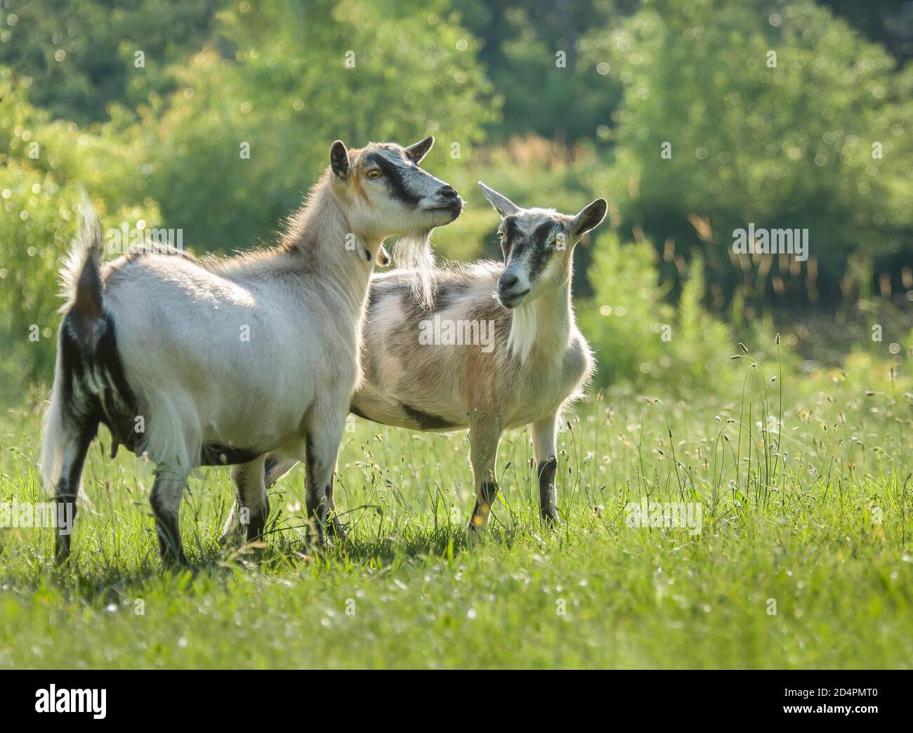 Paar Alpziegen im grünen Feld Stockfoto