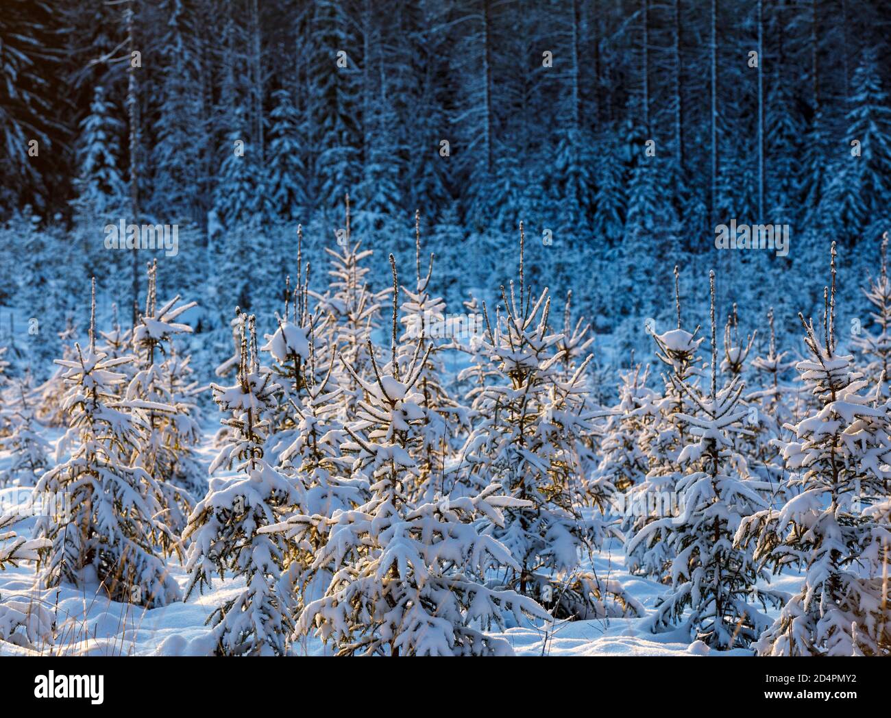 Verschneite europäische Fichtenknödel ( Picea Abies ) im Winter , Finnland Stockfoto