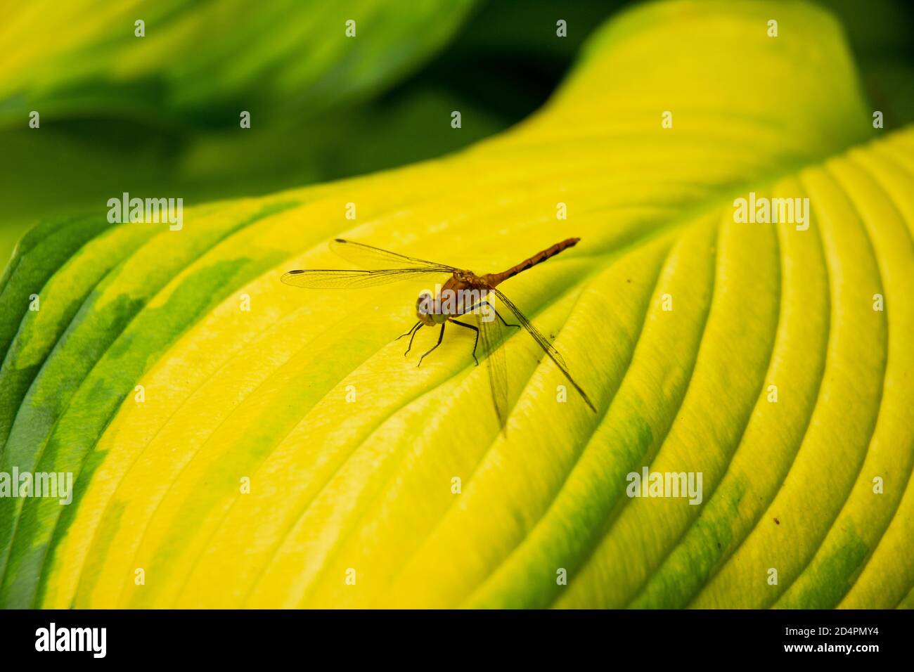 Natures Kreativität ist ein erstaunlicher Anblick. Stockfoto