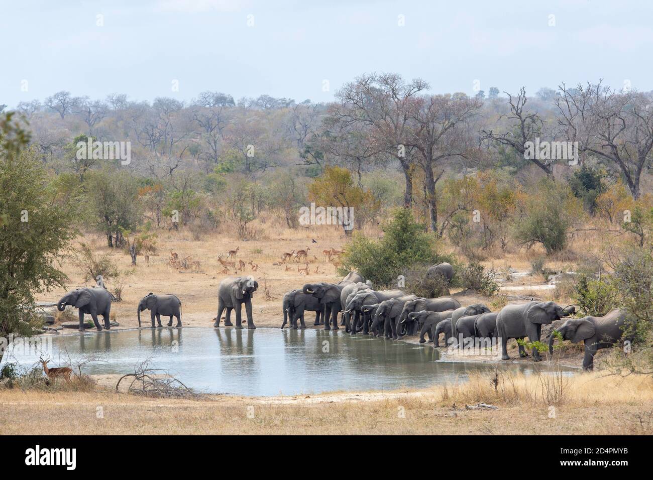Wasserloch mit einer großen Herde trinkender Eleopanten und Impalas Ruhe Stockfoto