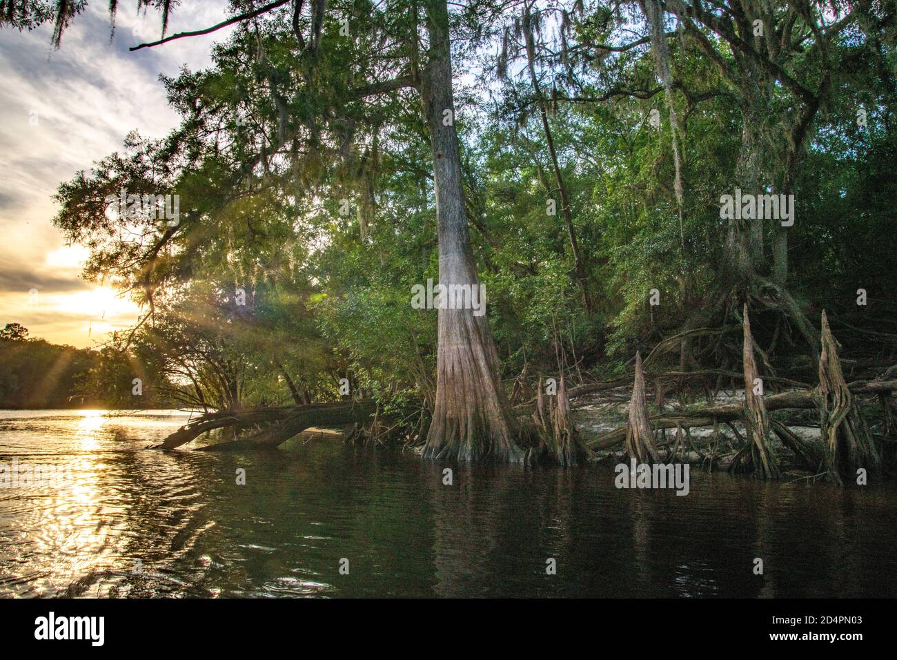 Natürliche Vegetation entlang des Suwanee River Waterway in der Nähe von Rock Bluff, FL Stockfoto