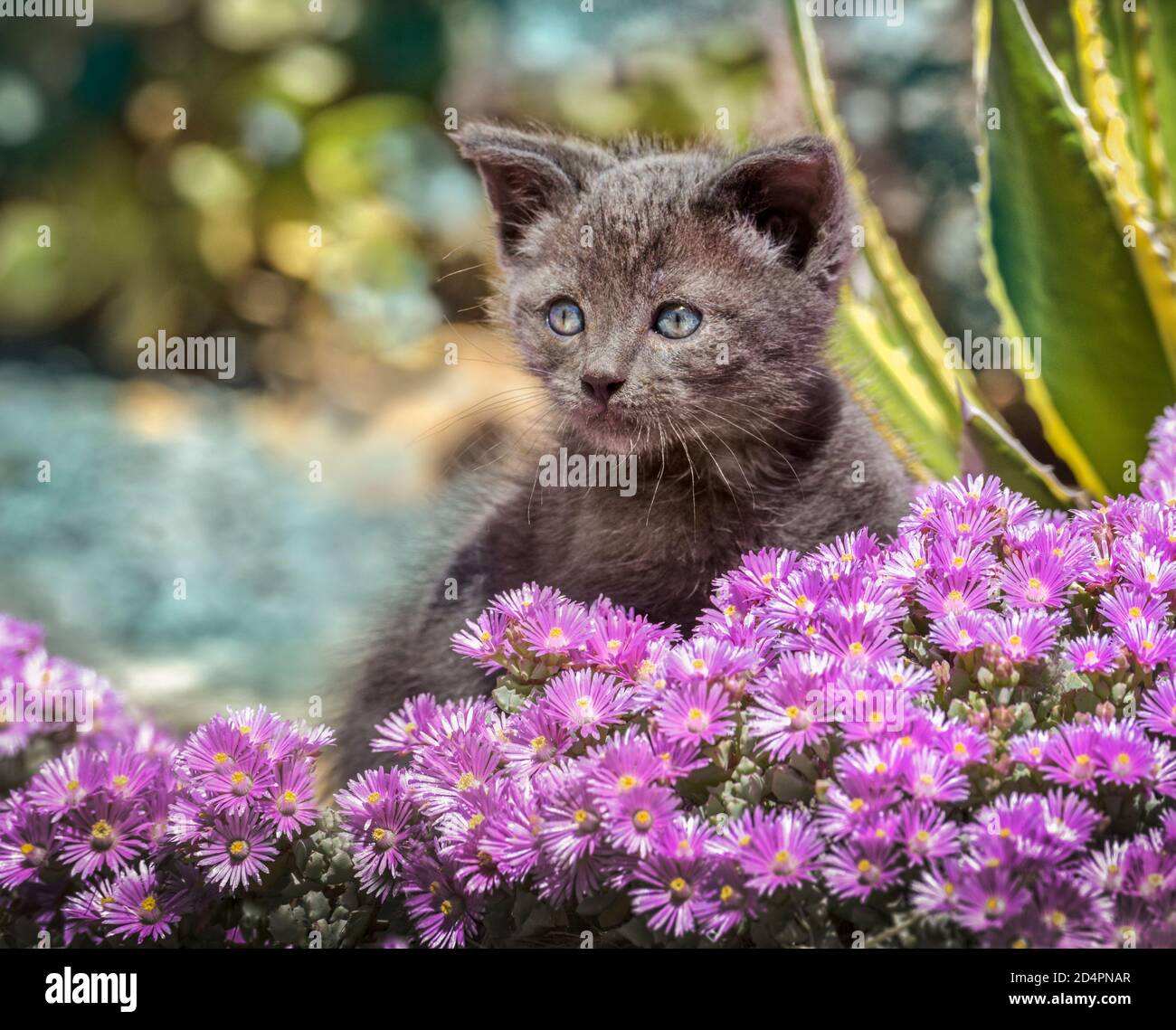 Kätzchen im Blumenbett Stockfoto