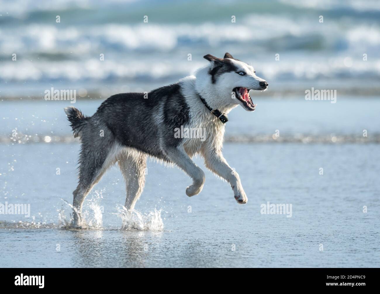 Sibirischer Husky Hund am Ocean Beach, CA Stockfoto