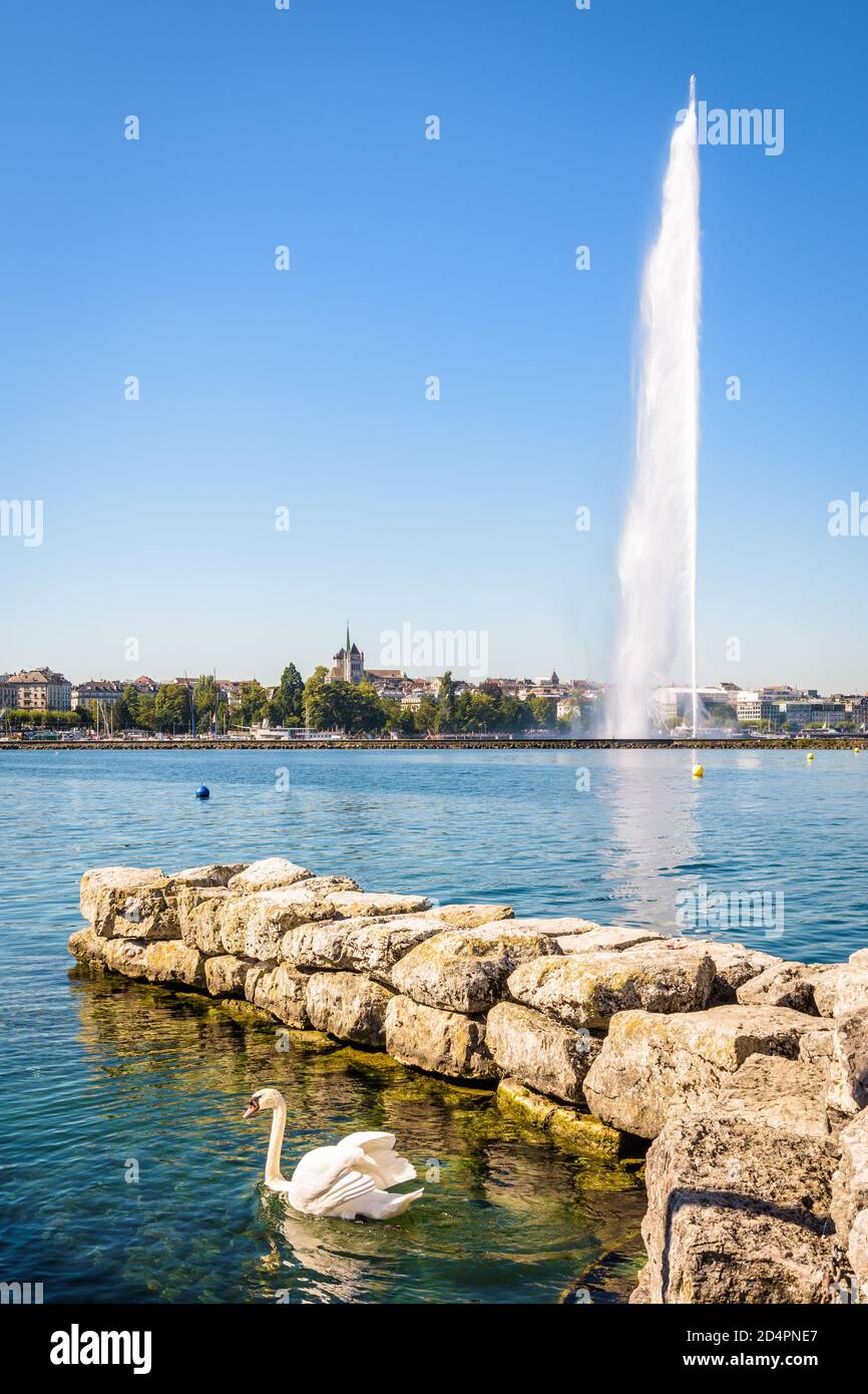 Die Stadt und Bucht von Genf, Schweiz, mit der Kathedrale und dem Wasserstrahlbrunnen auf dem Genfer See, von einem Steinsteg mit einem Schwan in der gesehen Stockfoto