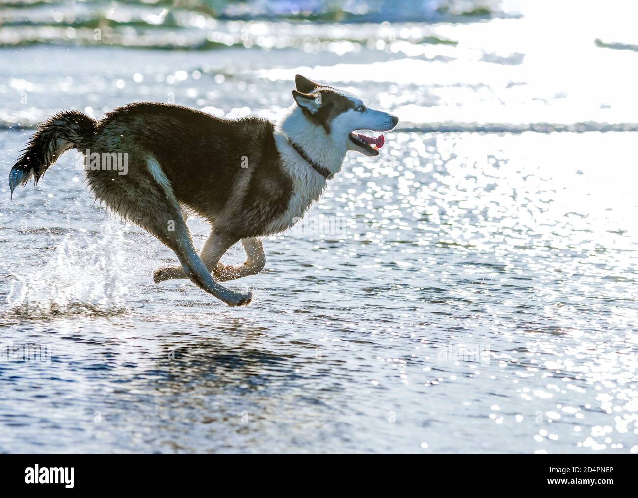 Sibirischer Husky Hund läuft mit voller Geschwindigkeit im Wasser am Ocean Beach, CA Stockfoto