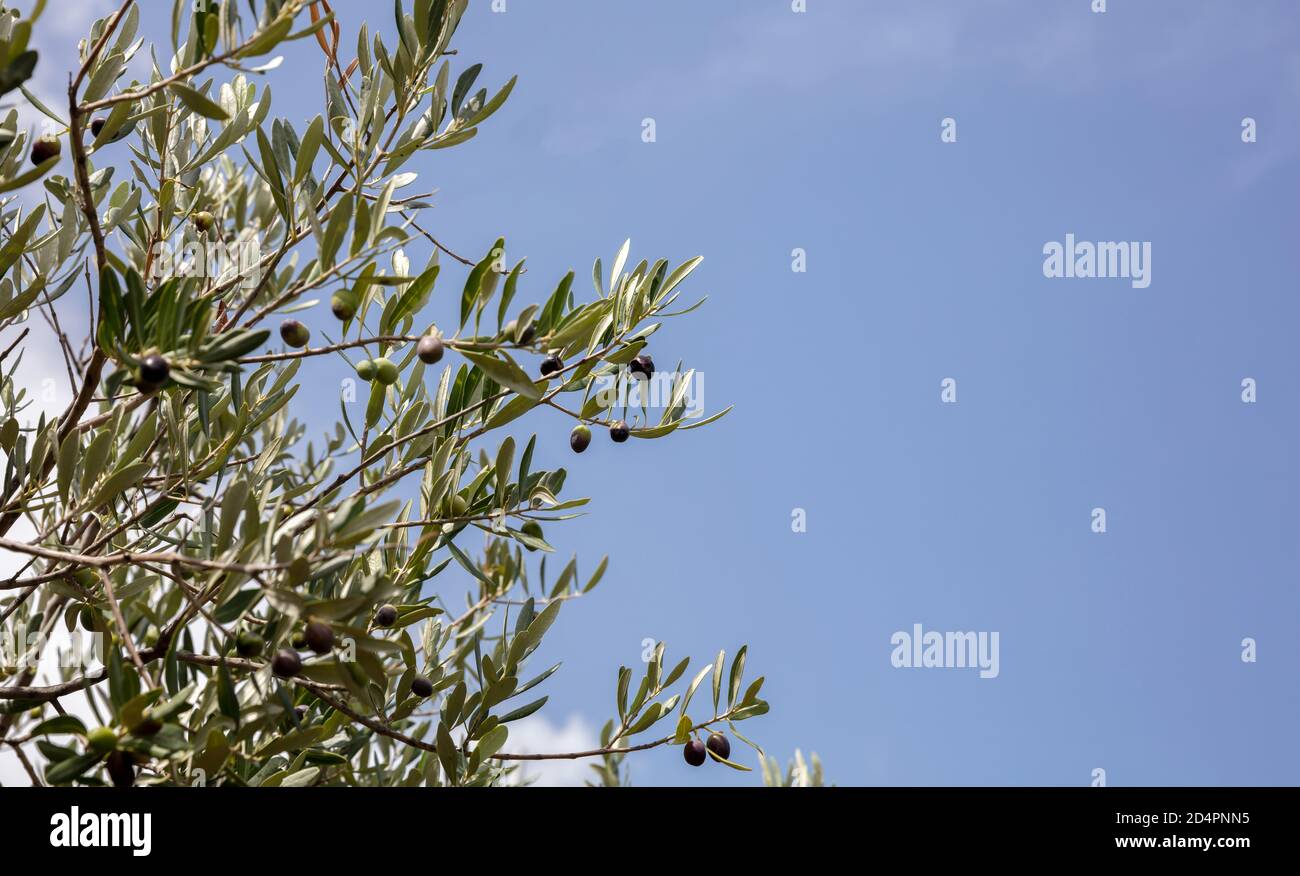 Olivenbaum und Oliven grün und schwarz hängen von einem Baum Zweig, Nahaufnahme, blauer Himmel Hintergrund, Kopierraum Stockfoto