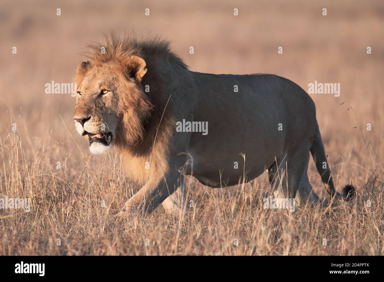 Löwe (Panthera leo) in der Masaai Mara von Kenia Stockfoto