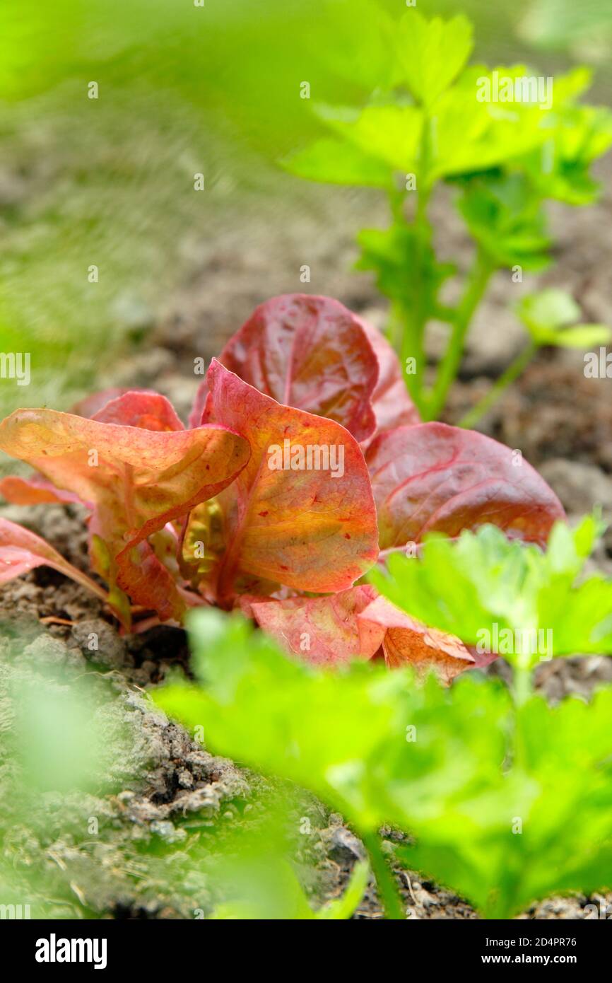 Salat 'Marvel of Four Seasons', als Fangpflanze angebaut, zwischen Sellerie 'Monarch' Pflanzen gepflanzt. Stockfoto