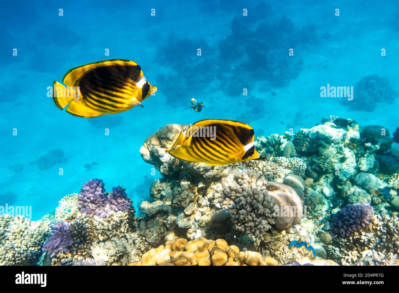 Ein Paar Raccoon Butterflyfish (Chaetodon lunula, Halbmond-maskiert, Mondfutterfisch) über einem Korallenriff, klares blaues Wasser. Zwei farbenfrohe tropische Fische Stockfoto