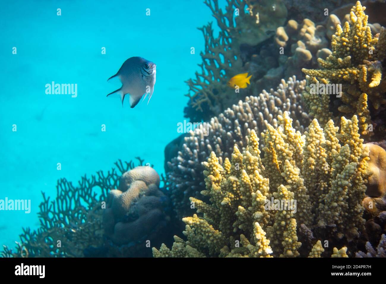 Tropische Fische im Meer. Schöner Silbermoonfish (Moony, Monodactylidae) im Roten Meer in der Nähe von Korallenriff. Steinkorallen, Unterwasservielfalt. Indo-Paci Stockfoto