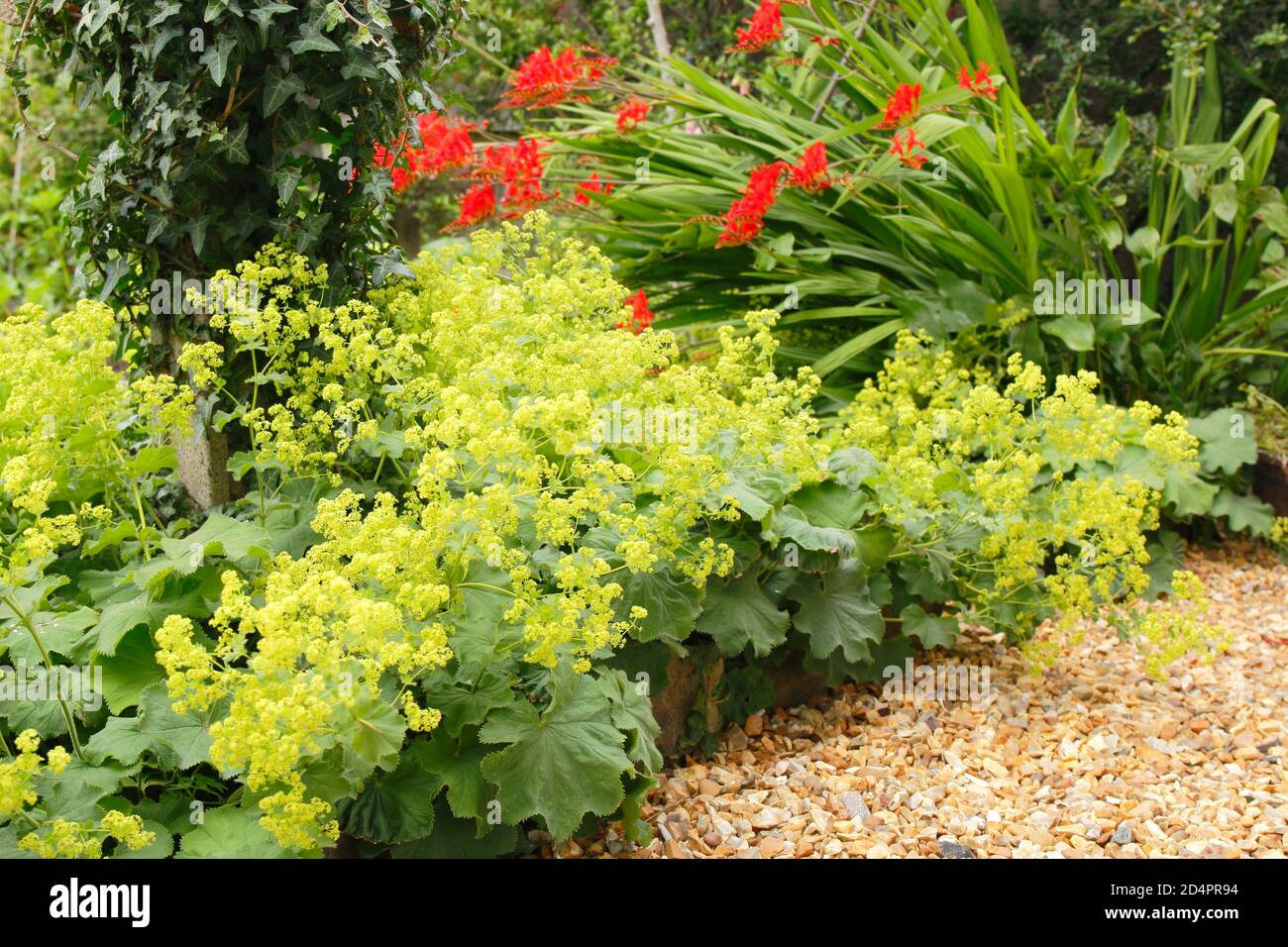 Alchemilla mollis. Saftig grün blühende Lady's Mantle grenzt an einen Kiesweg in einem englischen Garten. VEREINIGTES KÖNIGREICH Stockfoto