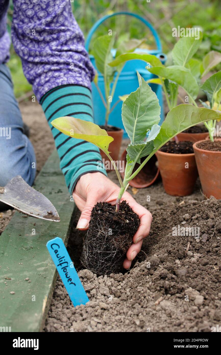 Brassica oleracea var. botrytis. Frau, die junge Blumenkohlpflanzen in einem Gemüsegarten anpflanzt. VEREINIGTES KÖNIGREICH Stockfoto