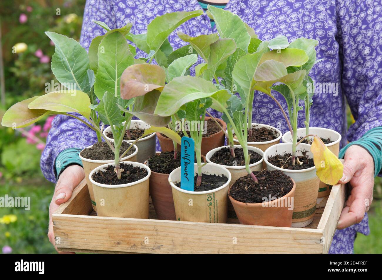 Brassica oleracea var. botrytis. Frau, die sich darauf vorbereitet, junge, hausgemachte Blumenkohlpflanzen in einem Gemüsegarten zu Pflanzen. VEREINIGTES KÖNIGREICH Stockfoto