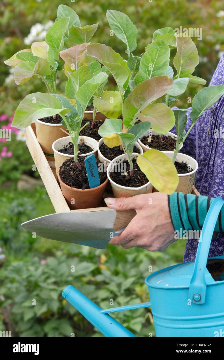 Brassica oleracea var. botrytis. Frau, die sich darauf vorbereitet, junge, hausgemachte Blumenkohlpflanzen in einem Gemüsegarten zu Pflanzen. VEREINIGTES KÖNIGREICH Stockfoto