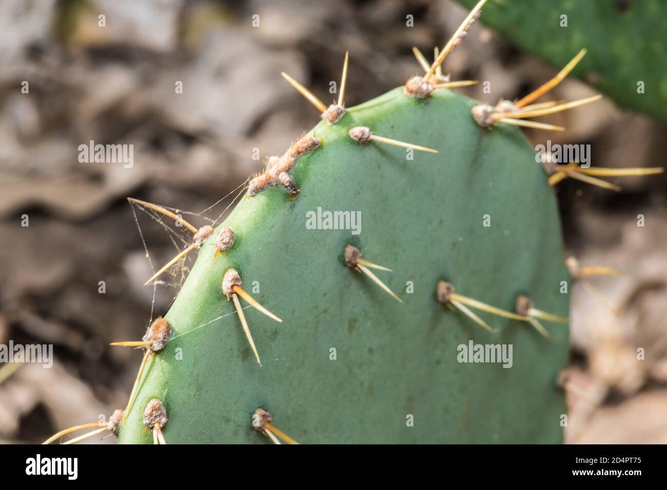 peru kaktus Cereus peruvianus main image 1