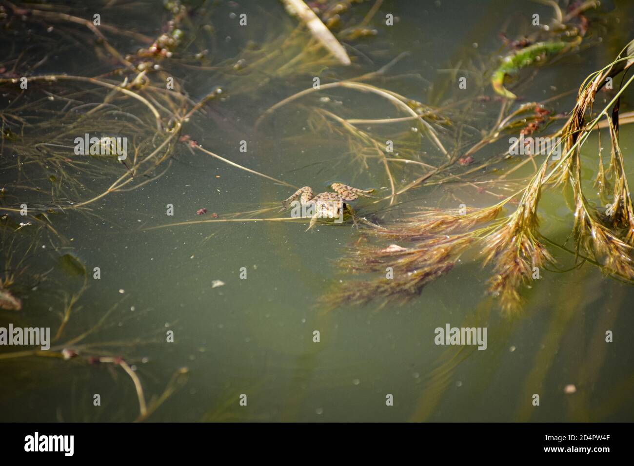 Frosch in einem kleinen Teich Stockfoto