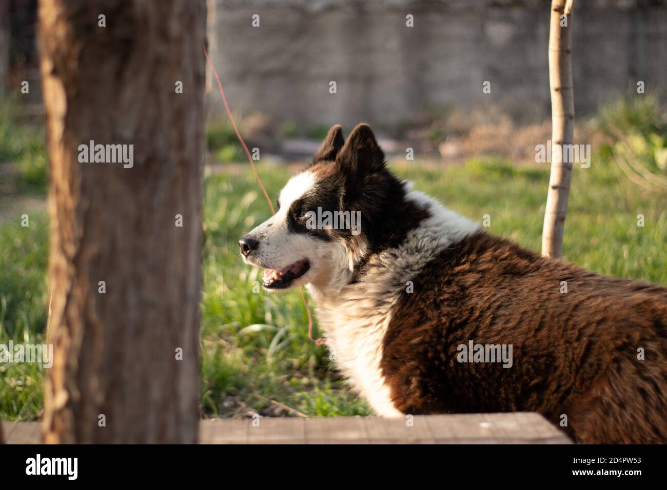 Husky Dog mit blauen Augen im Sonnenlicht Stockfoto