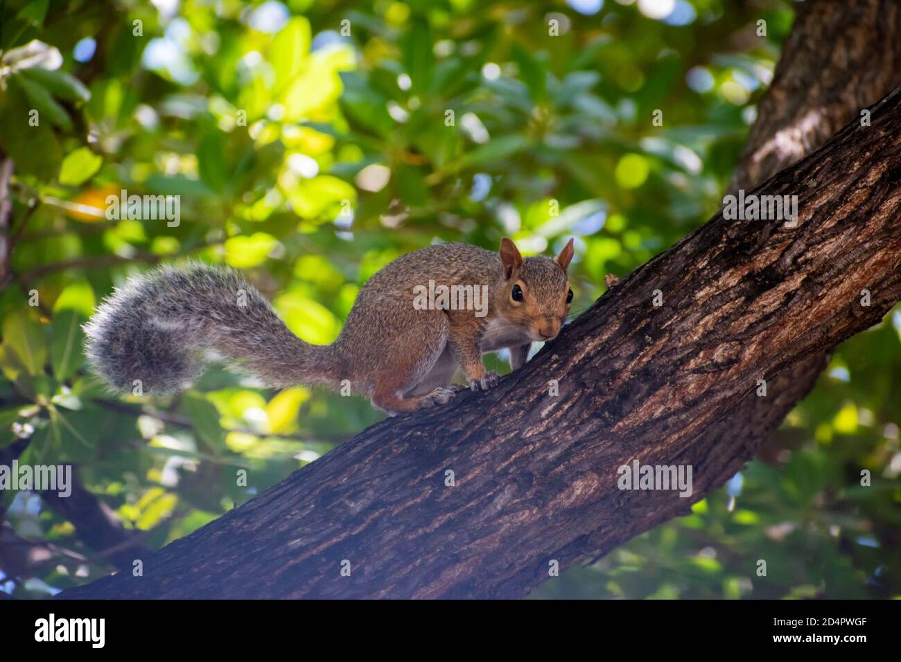 Kleines Eichhörnchen spielt im Park durch die Zweige der Ein Baum Stockfoto