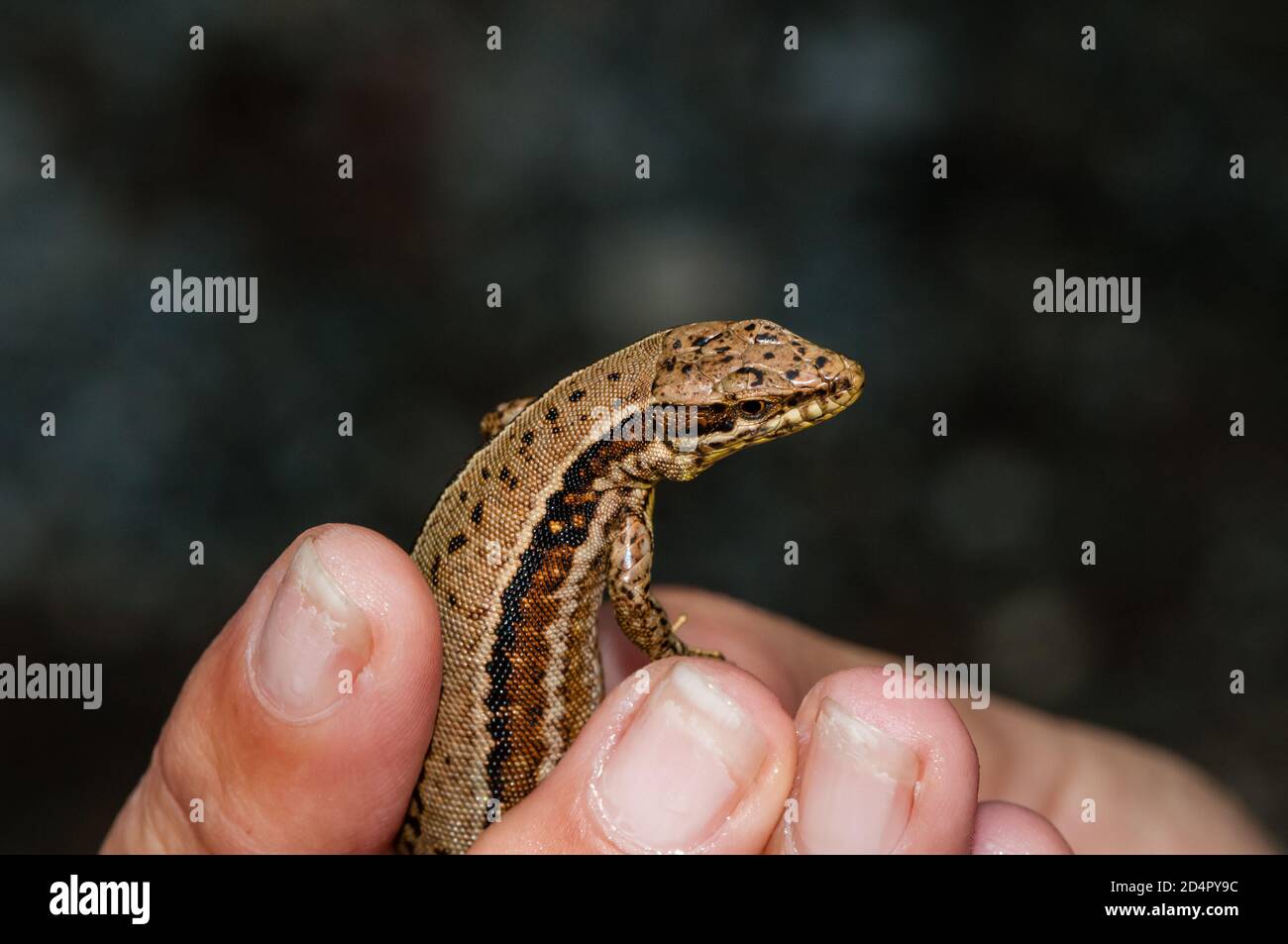 Freundliche gemeine Mauereidechse, Podarcis muralis, Katalonien Spanien Stockfoto