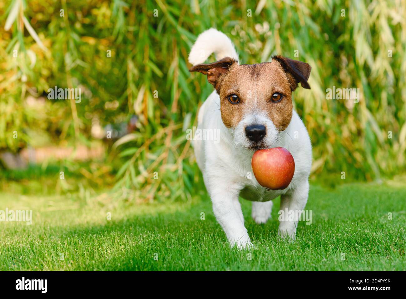 Thanksgiving-Konzept mit dankbaren Hund Abholung frische Ernte von Äpfel im Garten an sonnigen Tagen Stockfoto