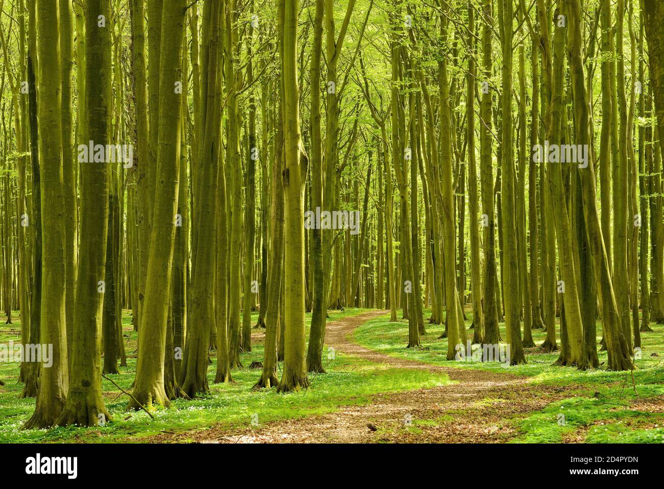 Wanderweg schlängelt sich im Frühjahr durch sonnigen Buchenwald, Stubnitz, Nationalpark Jasmund, UNESCO Weltnaturerbe, Insel Rügen, Mecklenburg- Stockfoto