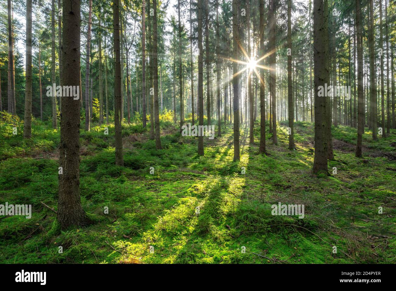 Fichtenwald am Morgen, Sonne scheint durch Dunst, Naturpark Park Thüringer Schiefergebirge, bei Ziegenrück, Thüringen, Deutschland, Europa Stockfoto Fichtenwald am Morgen, Sonne scheint durch Dunst, Naturpark Park Thüringer Schiefergebirge, bei Ziegenrück, Thüringen, Deutschland, Europa Stockfoto
