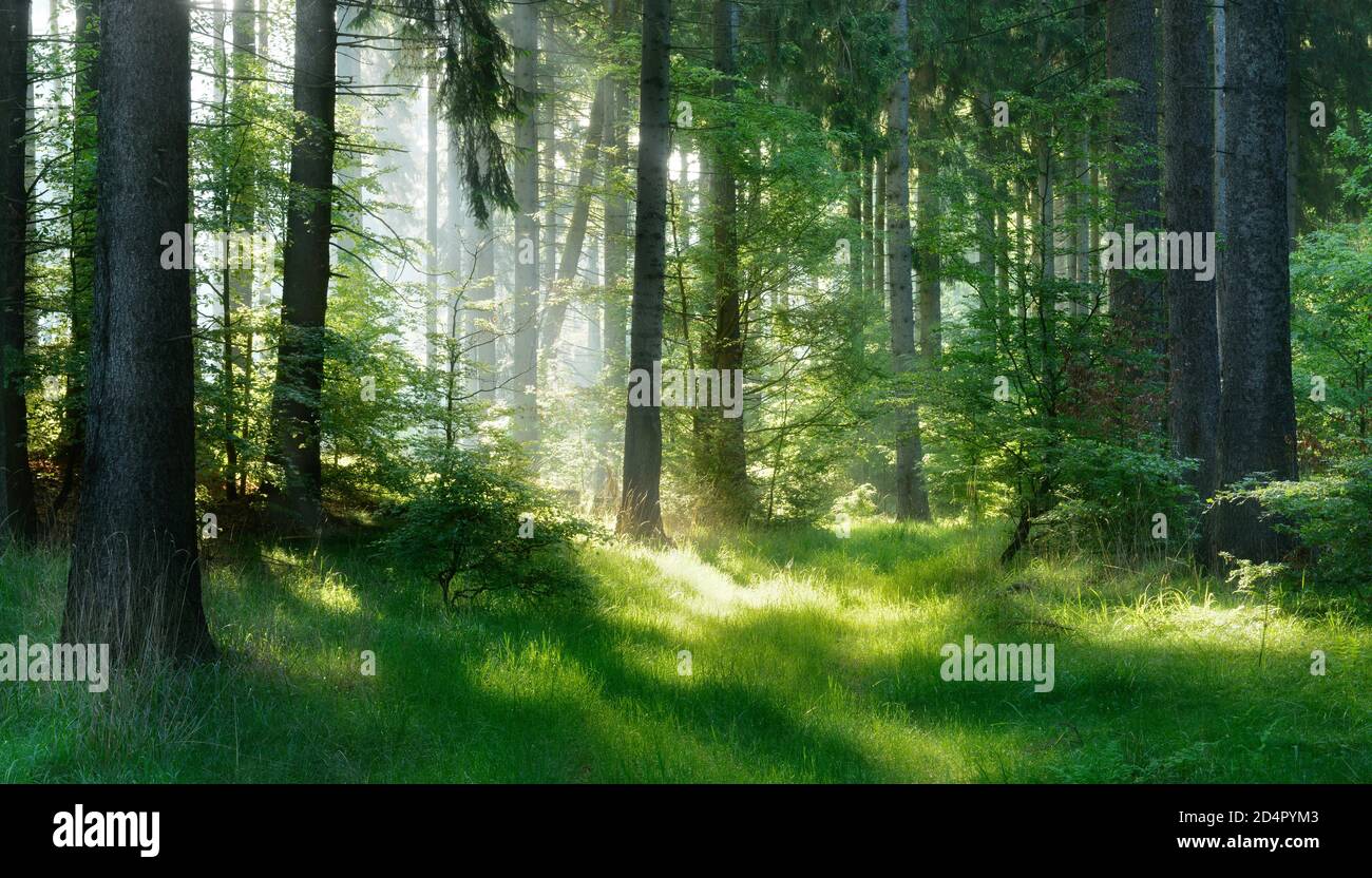 Halbnatürlicher Fichtenwald im Harz scheint am frühen Morgen die Sonne durch Dunst, in der Nähe von Harzgerode, Sachsen-Anhalt, Deutschland, Europa Stockfoto Halbnatürlicher Fichtenwald im Harz scheint am frühen Morgen die Sonne durch Dunst, in der Nähe von Harzgerode, Sachsen-Anhalt, Deutschland, Europa Stockfoto