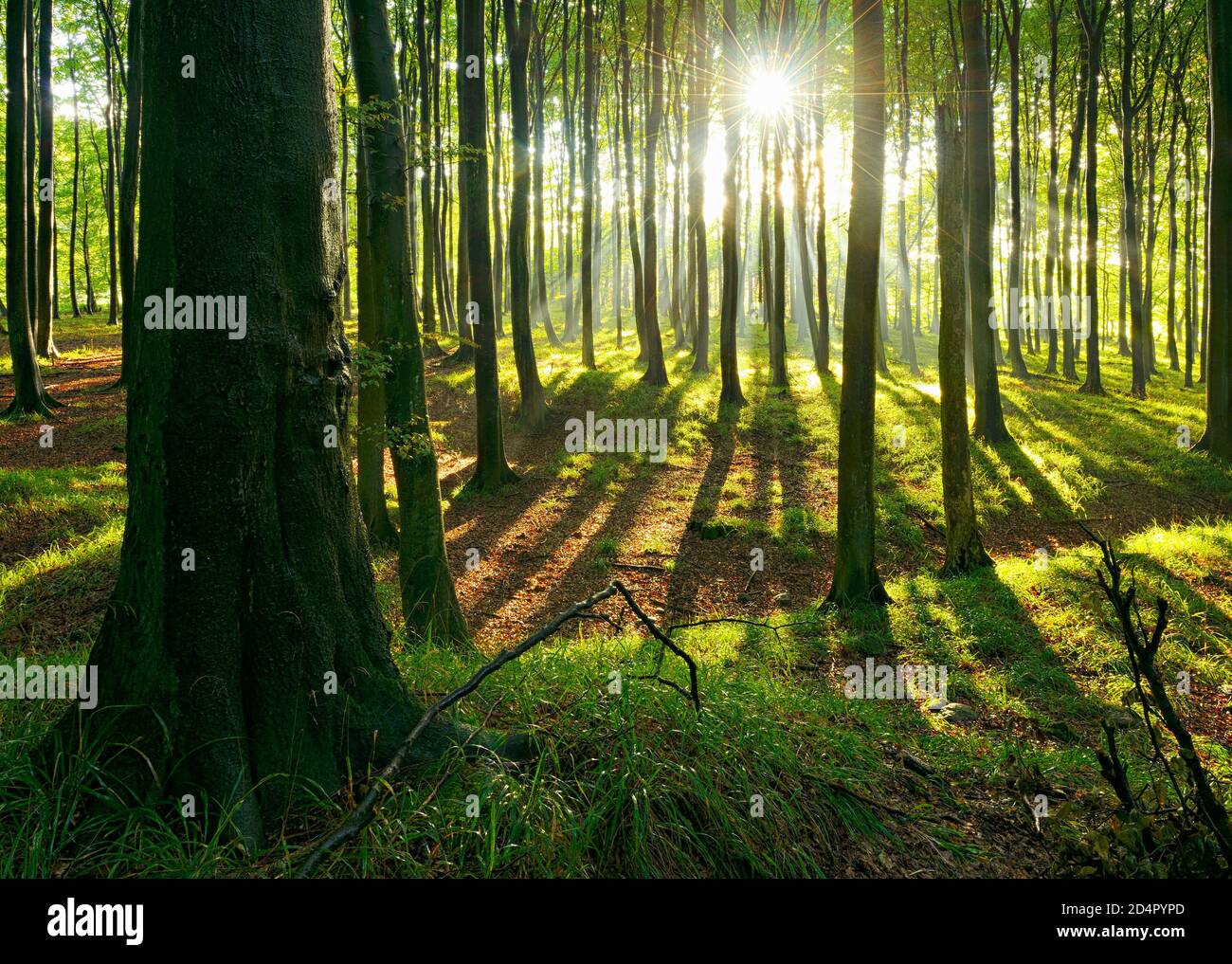 Sonniger Naturbuchenwald, Sonne scheint durch Dunst nach Regenschauer, Stubitz, Nationalpark Jasmund, UNESCO-Weltkulturerbe alte Beechwälder, Isla Stockfoto Sonniger Naturbuchenwald, Sonne scheint durch Dunst nach Regenschauer, Stubitz, Nationalpark Jasmund, UNESCO-Weltkulturerbe alte Beechwälder, Isla Stockfoto